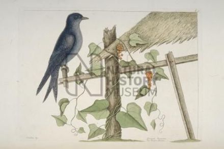 Progne subis - purple martin - ласточка лесная (пурпуровая)